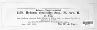 Hericium coralloides image